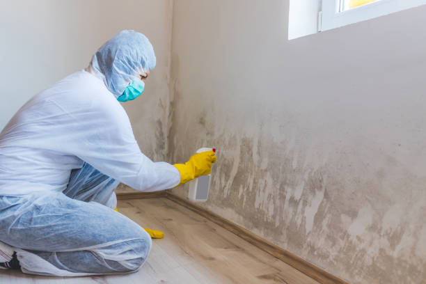 Licensed Mold Remediation service in Meyersdale, PA - WQB Mold Removal
